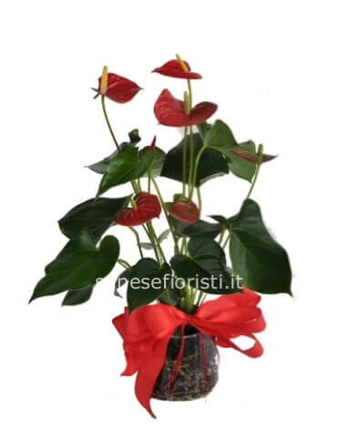 Pianta di anthurium a partire da