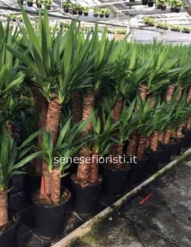Tronco yucca a due rami.