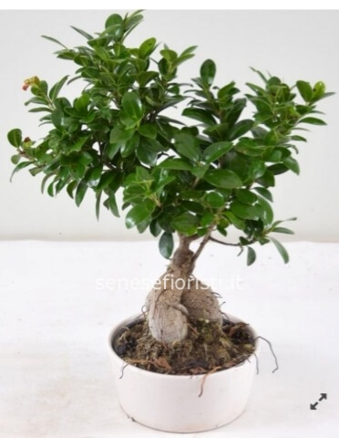 Bonsai ficus ginseng