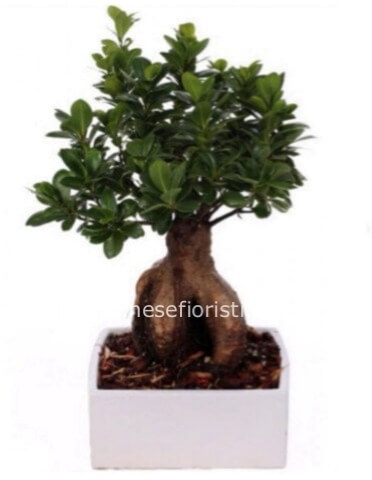 Bonsai ficus ginseng sydnei