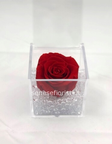 Rosa rossa stabilizzata.