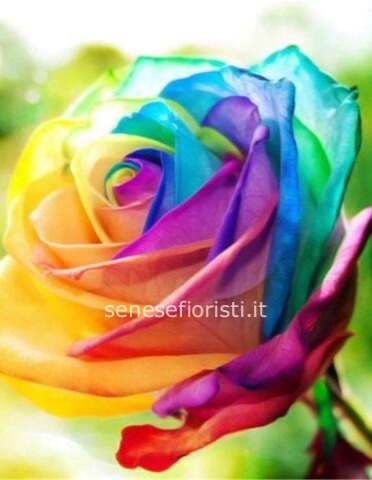 Rose arcobaleno