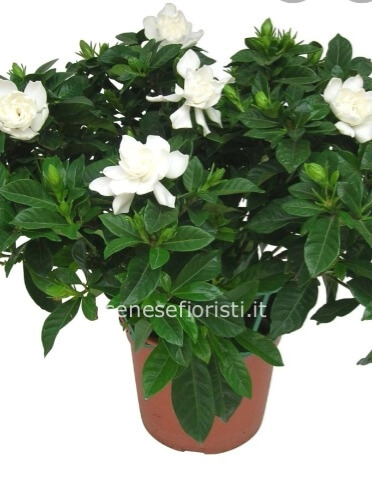 Pianta di gardenia piccola