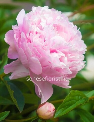 Peonie