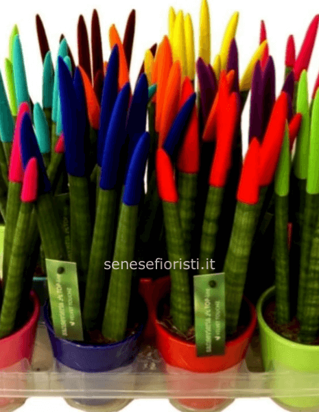 Sansevieria velvet media