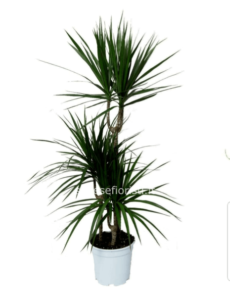 Dracena marinata 15/45 vaso 17, altezza 75 cm