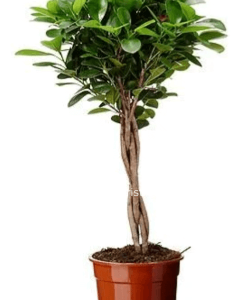 Ficus moclame intrecciato