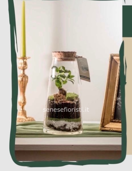 Terrarium Gioia