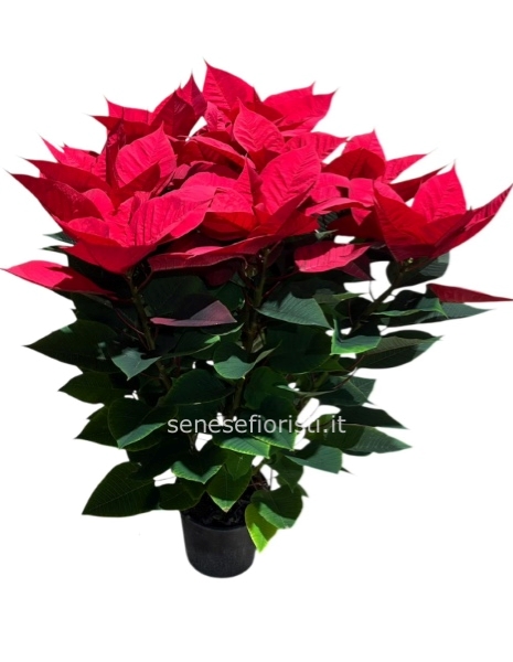 Stella di Natale vaso 18