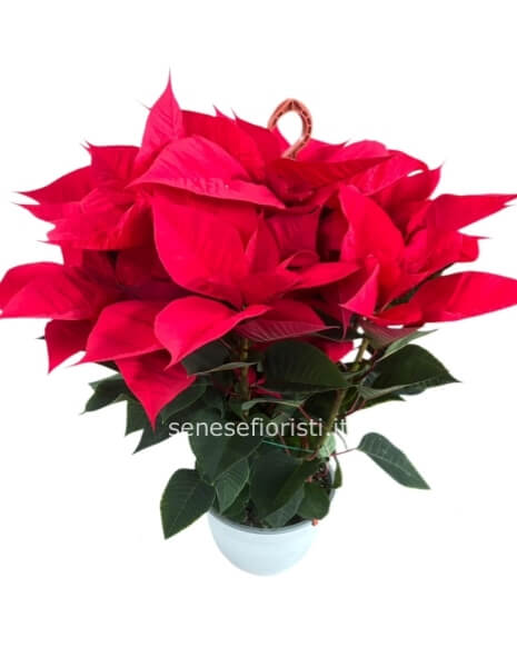 Stella di Natale in ciotola